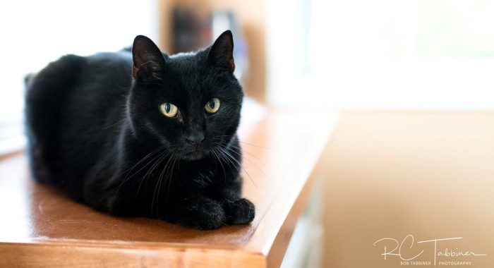 Black Cats are Pawsome - Nova Scotia SPCA