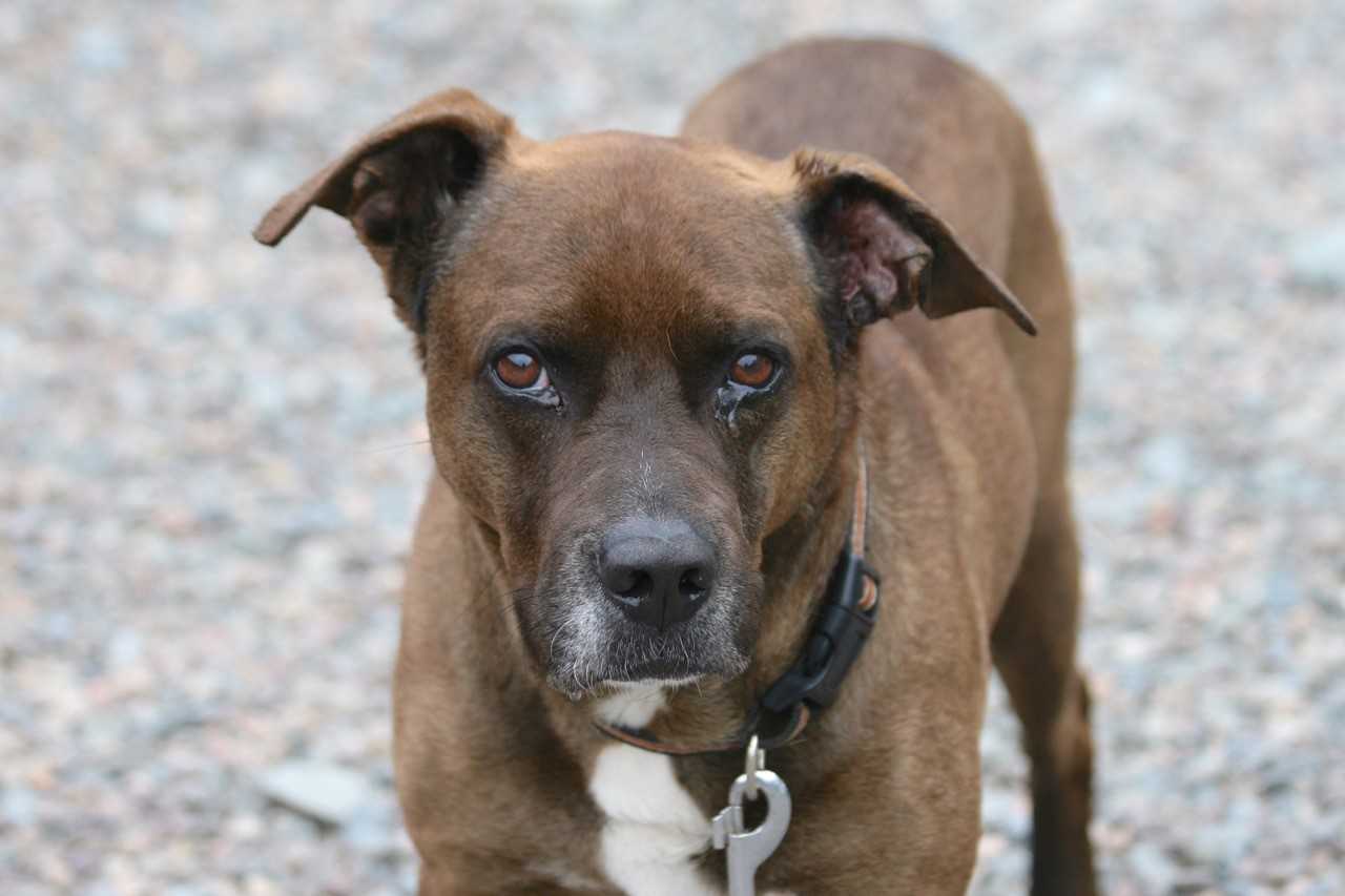 Homeless Dog Gives Hugs - Nova Scotia SPCA