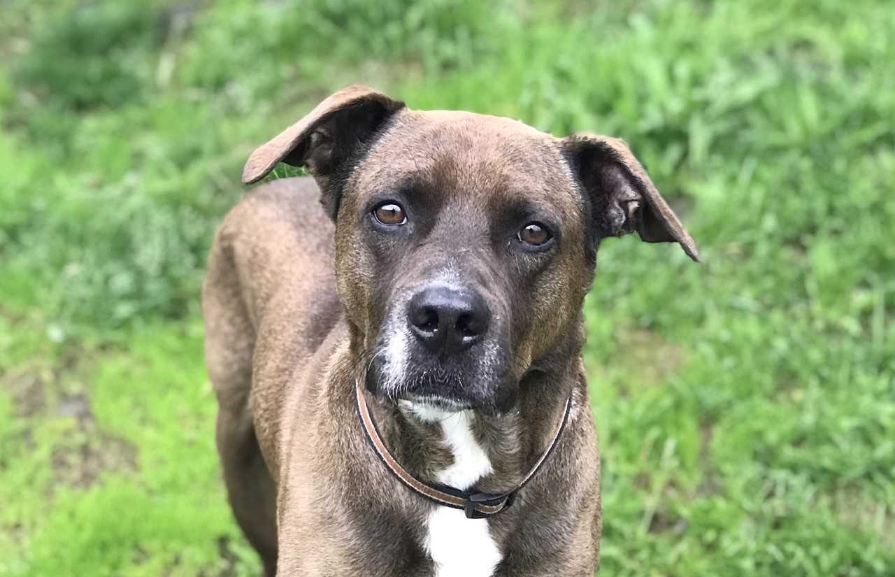 Homeless Dog Gives Hugs - Nova Scotia SPCA